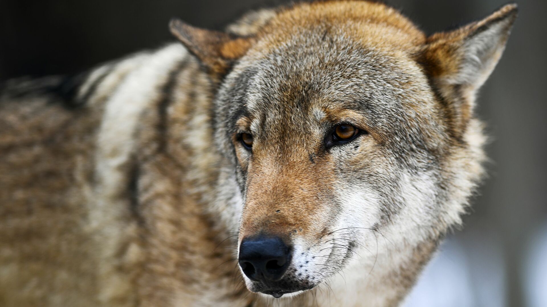 Лесной гость пришёл в Архангельск: в областном центре заметили волка